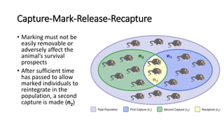 Capture-Mark-Release-Recapture
• Marking must not be
easily removable or
adversely affect the
animal’s survival
prospects
• After sufficient time
has passed to allow
marked individuals to
reintegrate in the
population, a second
capture is made (n2)
 