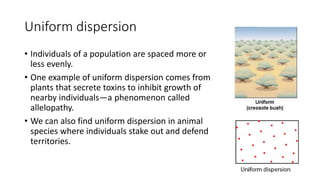 Uniform dispersion
• Individuals of a population are spaced more or
less evenly.
• One example of uniform dispersion comes from
plants that secrete toxins to inhibit growth of
nearby individuals—a phenomenon called
allelopathy.
• We can also find uniform dispersion in animal
species where individuals stake out and defend
territories.
 