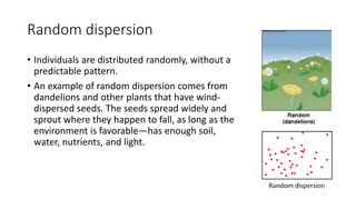 Random dispersion
• Individuals are distributed randomly, without a
predictable pattern.
• An example of random dispersion comes from
dandelions and other plants that have wind-
dispersed seeds. The seeds spread widely and
sprout where they happen to fall, as long as the
environment is favorable—has enough soil,
water, nutrients, and light.
 