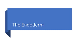 The Endoderm
 