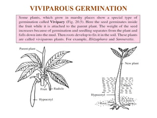Chapter 20- growth and development in plants.pptx