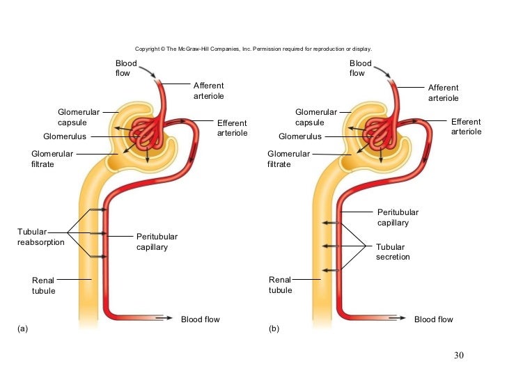 Chapter 20 Urinary System