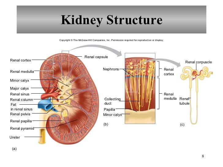 Anatomy and physiology holes kidney