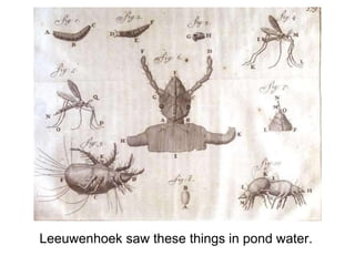Leeuwenhoek saw these things in pond water.
 