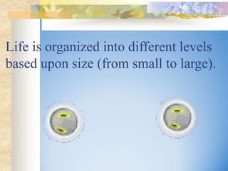 Life is organized into different levels
based upon size (from small to large).
 