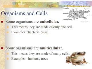 Organisms and Cells
 Some organisms are unicellular.
 This means they are made of only one cell.
 Examples: bacteria, yeast
 Some organisms are multicellular.
 This means they are made of many cells.
 Examples: humans, trees
 