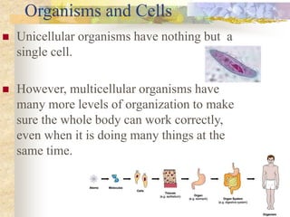 Organisms and Cells
 Unicellular organisms have nothing but a
single cell.
 However, multicellular organisms have
many more levels of organization to make
sure the whole body can work correctly,
even when it is doing many things at the
same time.
 