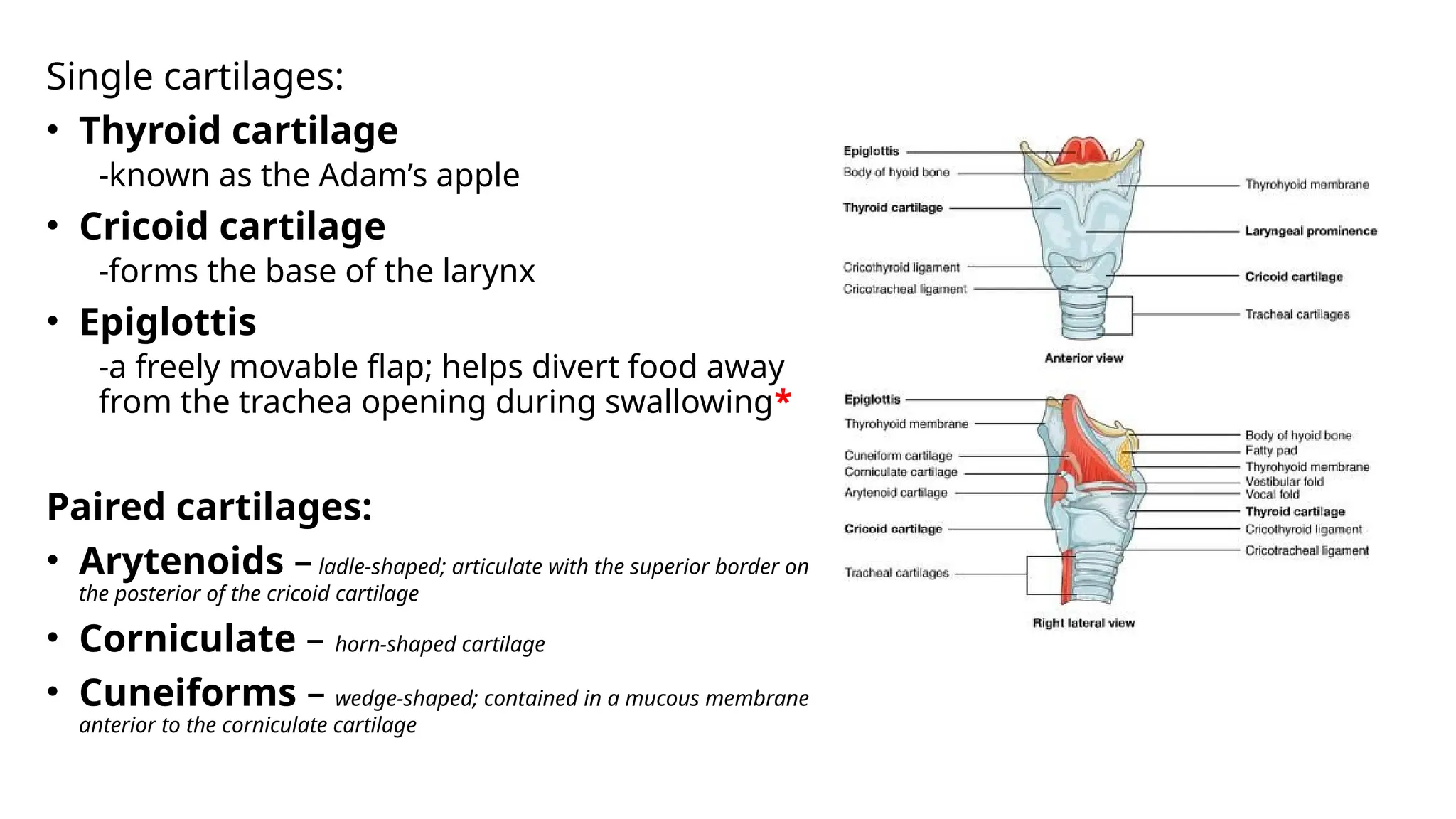 Respiratory System Anatomy and Psychology | PPTX