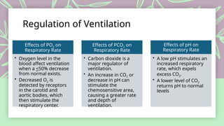 Po2 Pco2 Respiration Respiratory System Anatomy and Psychology | PPTX
