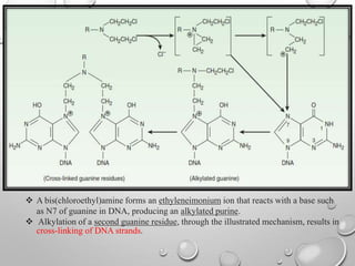  A bis(chloroethyl)amine forms an ethyleneimonium ion that reacts with a base such
as N7 of guanine in DNA, producing an alkylated purine.
 Alkylation of a second guanine residue, through the illustrated mechanism, results in
cross-linking of DNA strands.
 