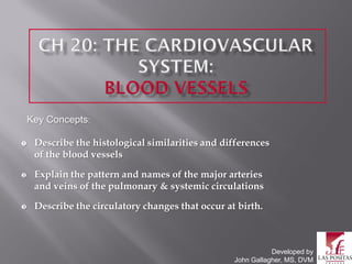 Key Concepts:

    Describe the histological similarities and differences
     of the blood vessels

    Explain the pattern and names of the major arteries
     and veins of the pulmonary & systemic circulations

    Describe the circulatory changes that occur at birth.



                                                              Developed by
                                                   John Gallagher, MS, DVM
 