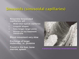     Resemble fenestrated
     capillaries, yet
    1.   Wider than typical capillaries
    2.   irregular shapes
    3.   have longer, larger pores
    4.   thinner (or no) basement
         membrane
    Blood movement very slow
    Exchange of larger
     molecules, i.e., proteins
    Found in the liver, bone
                                          A lymphocyte traversing a fenestrated sinusoid.
     marrow, spleen
 