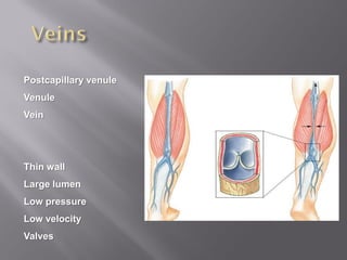 Postcapillary venule
Venule
Vein




Thin wall
Large lumen
Low pressure
Low velocity
Valves
 
