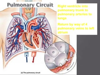 Right ventricle into
pulmonary trunk to
pulmonary arteries to
lungs
Return by way of 4
pulmonary veins to left
atrium
 