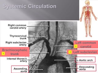 Systemic Circulation




                            Left common
                            2  carotid
Brachiocephalic        3   Left subclavian
1    trunk
 