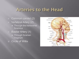    Common carotid (2)
   Vertebral Artery (2)
       Through the transverse
        foramina
   Basilar Artery (1)
       Through foramen
        magnum
   Circle of Willis
 