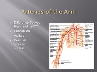    Difference Between
    Right and Left??
   Subclavian
   Axillary
   Brachial
       Radial
       Ulnar
 