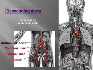 Descending aorta

          Thoracic aorta
          Abdominal aorta




Abdominal aorta
  Common iliac
  External iliac
    Femoral
 
