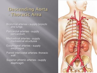Bronchial arteries - supply bronchi
   and lungs
Pericardial arteries - supply
   pericardium
Mediastinal arteries - supply
  mediastinal structures
Esophageal arteries - supply
   esophagus
Paired intercostal arteries- thoracic
    wall
Superior phrenic arteries - supply
   diaphragm
 
