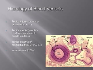 1.   Tunica interna or intima
     (endothelium + c.t.)

2.   Tunica media (muscle +
     c.t.) Much more smooth
     muscle in arteries

3.   Tunica externa or
     adventitia (thick layer of c.t.)

4.   Vasa vasorum (p 588)
 