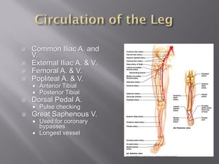    Common Iliac A. and
    V.
   External Iliac A. & V.
   Femoral A. & V.
   Popliteal A. & V.
       Anterior Tibial
       Posterior Tibial
   Dorsal Pedal A.
       Pulse checking
   Great Saphenous V.
       Used for coronary
        bypasses
       Longest vessel
 