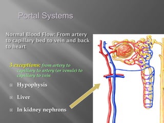 Portal Systems




3 exceptions: from artery to
    capillary to artery (or venule) to
    capillary to vein

   Hypophysis

   Liver

   In kidney nephrons
 