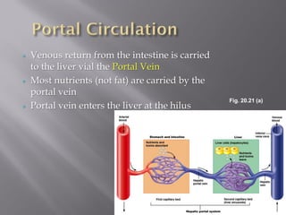    Venous return from the intestine is carried
    to the liver vial the Portal Vein
   Most nutrients (not fat) are carried by the
    portal vein
                                                  Fig. 20.21 (a)
   Portal vein enters the liver at the hilus
 