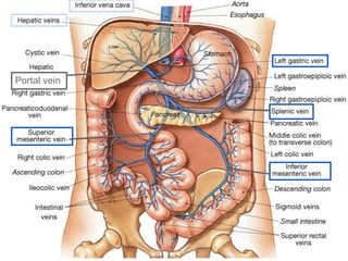 Portal vein
 