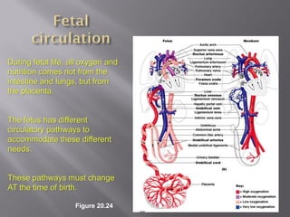 During fetal life, all oxygen and
nutrition comes not from the
intestine and lungs, but from
the placenta.


The fetus has different
circulatory pathways to
accommodate these different
needs.


These pathways must change
AT the time of birth.

                    Figure 20.24
 