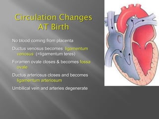 No blood coming from placenta
Ductus venosus becomes ligamentum
  venosus (=ligamentum teres)
Foramen ovale closes & becomes fossa
  ovale
Ductus arteriosus closes and becomes
  ligamentum arteriosum
Umbilical vein and arteries degenerate
 