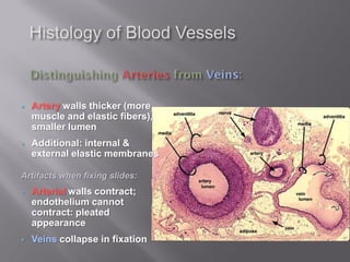   Artery walls thicker (more
    muscle and elastic fibers),
    smaller lumen
   Additional: internal &
    external elastic membranes

Artifacts when fixing slides:
   Arterial walls contract;
    endothelium cannot
    contract: pleated
    appearance
   Veins collapse in fixation
 