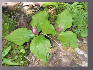 Chapter20 bloodvesselsmarieb