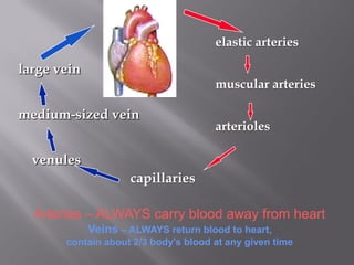 elastic arteries

large vein
                                      muscular arteries

medium-sized vein
                                      arterioles

  venules
                     capillaries

  Arteries – ALWAYS carry blood away from heart
             Veins – ALWAYS return blood to heart,
       contain about 2/3 body's blood at any given time
 