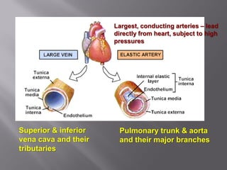 Largest, conducting arteries – lead
                      directly from heart, subject to high
                      pressures




Superior & inferior    Pulmonary trunk & aorta
vena cava and their    and their major branches
tributaries
 