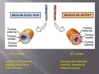  2 - 9 mm                   ~ 4 mm

External and internal   External and internal
jugular, brachial &     carotids, brachial &
femoral veins           femoral arteries
 