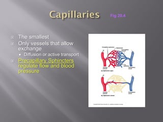 Fig 20.4




   The smallest
   Only vessels that allow
    exchange
       Diffusion or active transport
   Precapillary Sphincters
    regulate flow and blood
    pressure
 