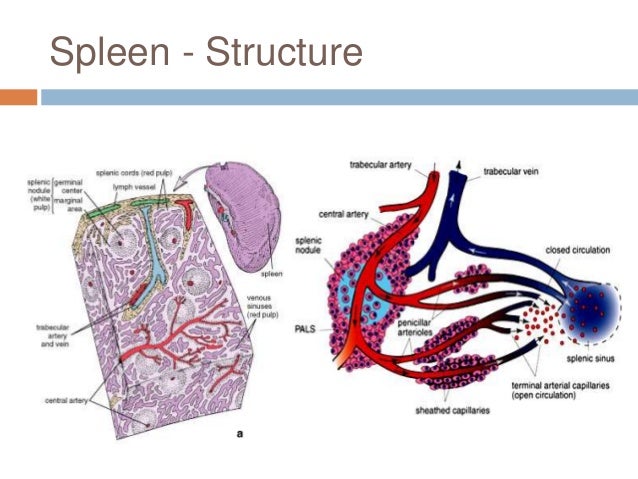 Chapter 20: Lymphatic System