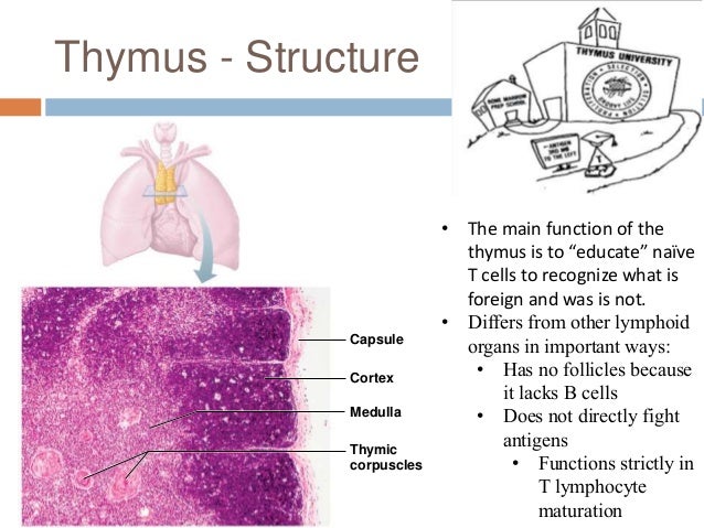 Chapter 20: Lymphatic System