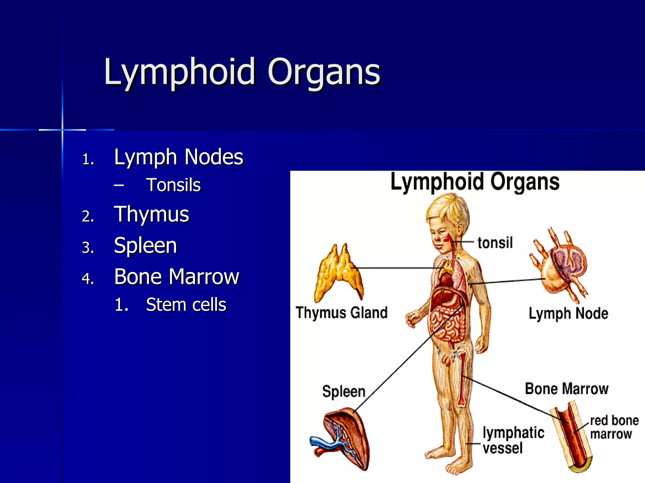 Lymphoid Organs Lymph Nodes Tonsils Thymus Spleen Bone Marrow Stem cells 