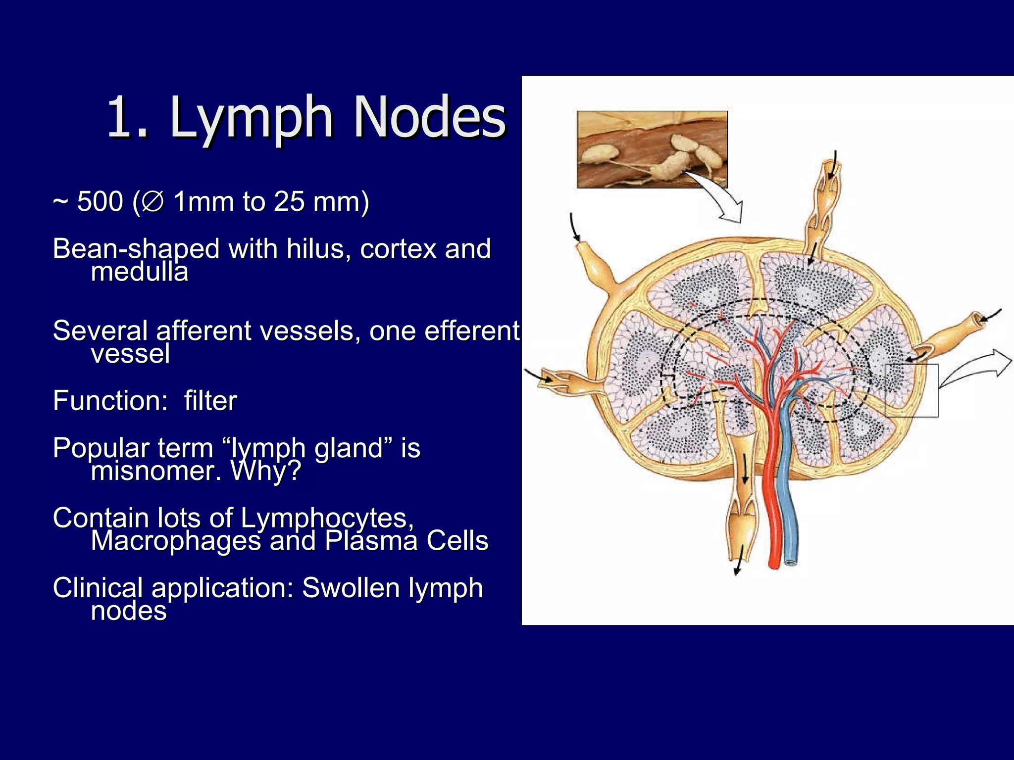 1. Lymph Nodes ~ 500 (   1mm to 25 mm) Bean-shaped with hilus, cortex and medulla Several afferent vessels, one efferent vessel  Function:  filter Popular term “lymph gland” is misnomer. Why? Contain lots of Lymphocytes, Macrophages and Plasma Cells Clinical application: Swollen lymph nodes Fig 23.9 