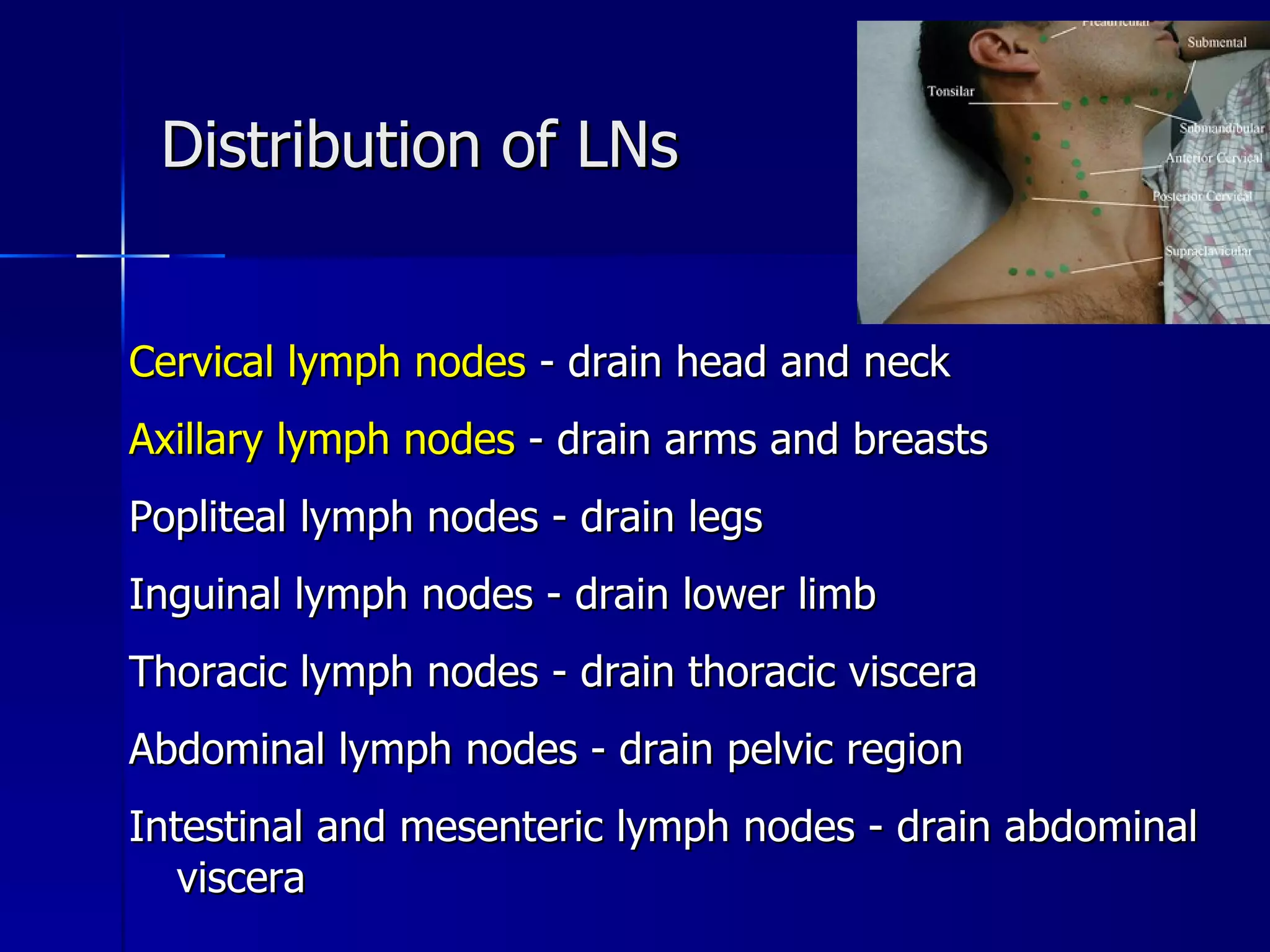 Distribution of LNs Cervical lymph nodes  - drain head and neck Axillary lymph nodes  - drain arms and breasts Popliteal lymph nodes - drain legs Inguinal lymph nodes - drain lower limb Thoracic lymph nodes - drain thoracic viscera Abdominal lymph nodes - drain pelvic region Intestinal and mesenteric lymph nodes - drain abdominal viscera 