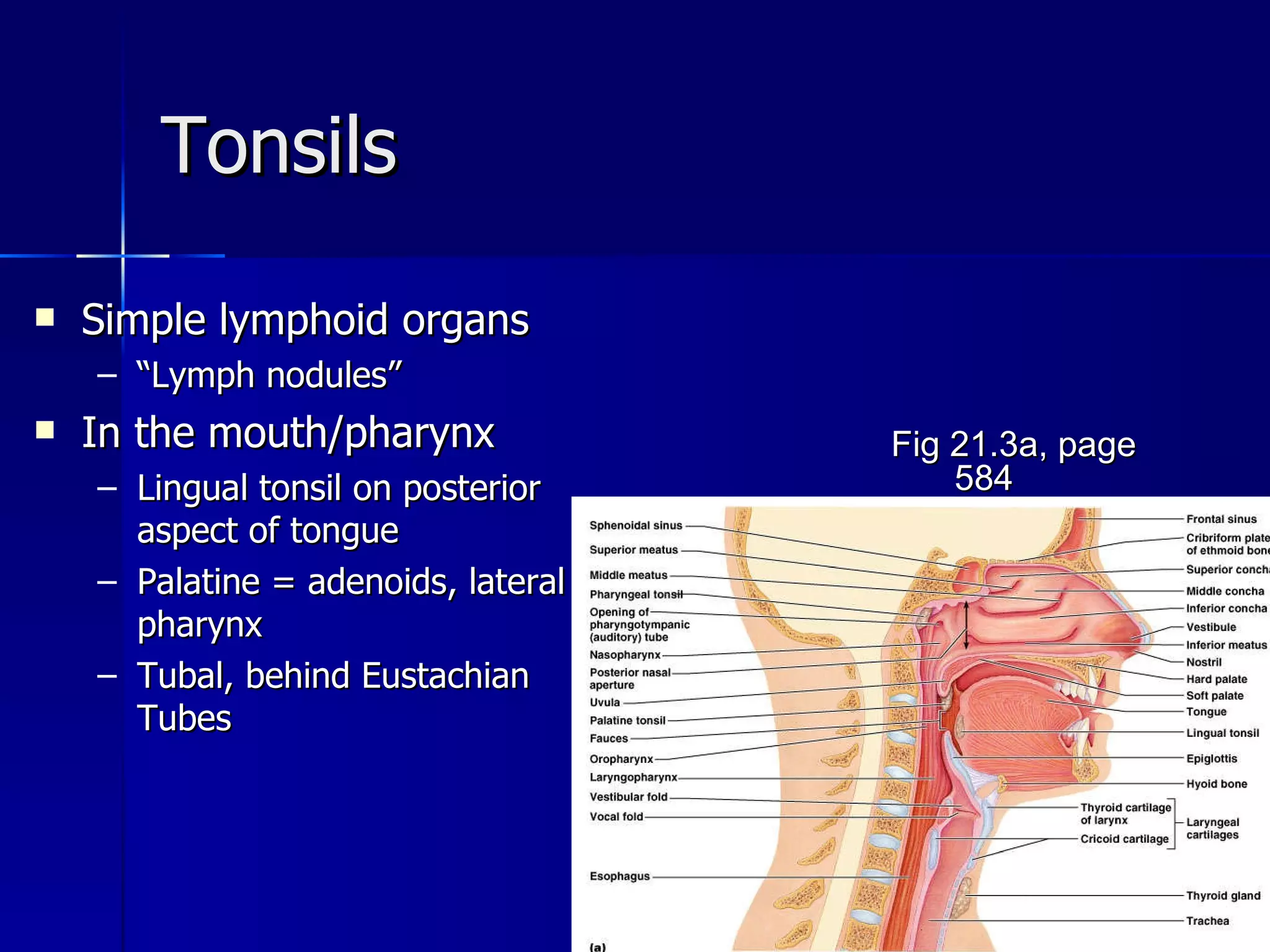 Tonsils Simple lymphoid organs  “ Lymph nodules” In the mouth/pharynx Lingual tonsil on posterior aspect of tongue Palatine = adenoids, lateral pharynx Tubal, behind Eustachian Tubes Fig 21.3a, page 584 
