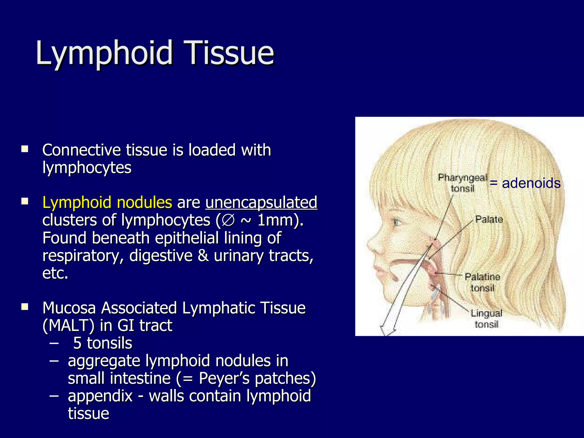 Lymphoid Tissue Connective tissue is loaded with lymphocytes Lymphoid nodules  are  unencapsulated  clusters of lymphocytes (   ~ 1mm). Found beneath epithelial lining of respiratory, digestive & urinary tracts, etc. Mucosa Associated Lymphatic Tissue (MALT) in GI tract 5 tonsils aggregate lymphoid nodules in small intestine (= Peyer’s patches) appendix - walls contain lymphoid tissue = adenoids 