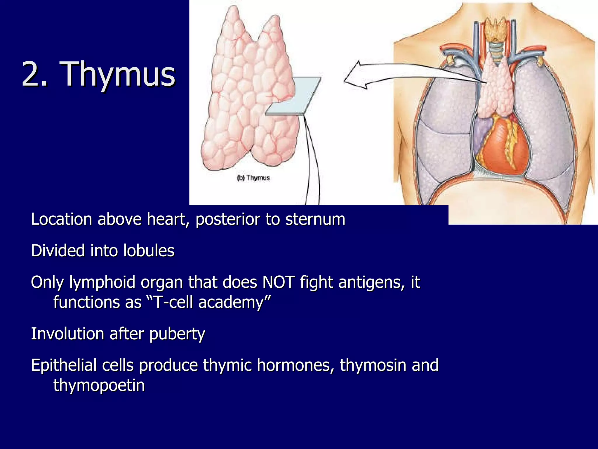 2. Thymus Location above heart, posterior to sternum Divided into lobules Only lymphoid organ that does NOT fight antigens, it functions as “T-cell academy”  Involution after puberty Epithelial cells produce thymic hormones, thymosin and thymopoetin 