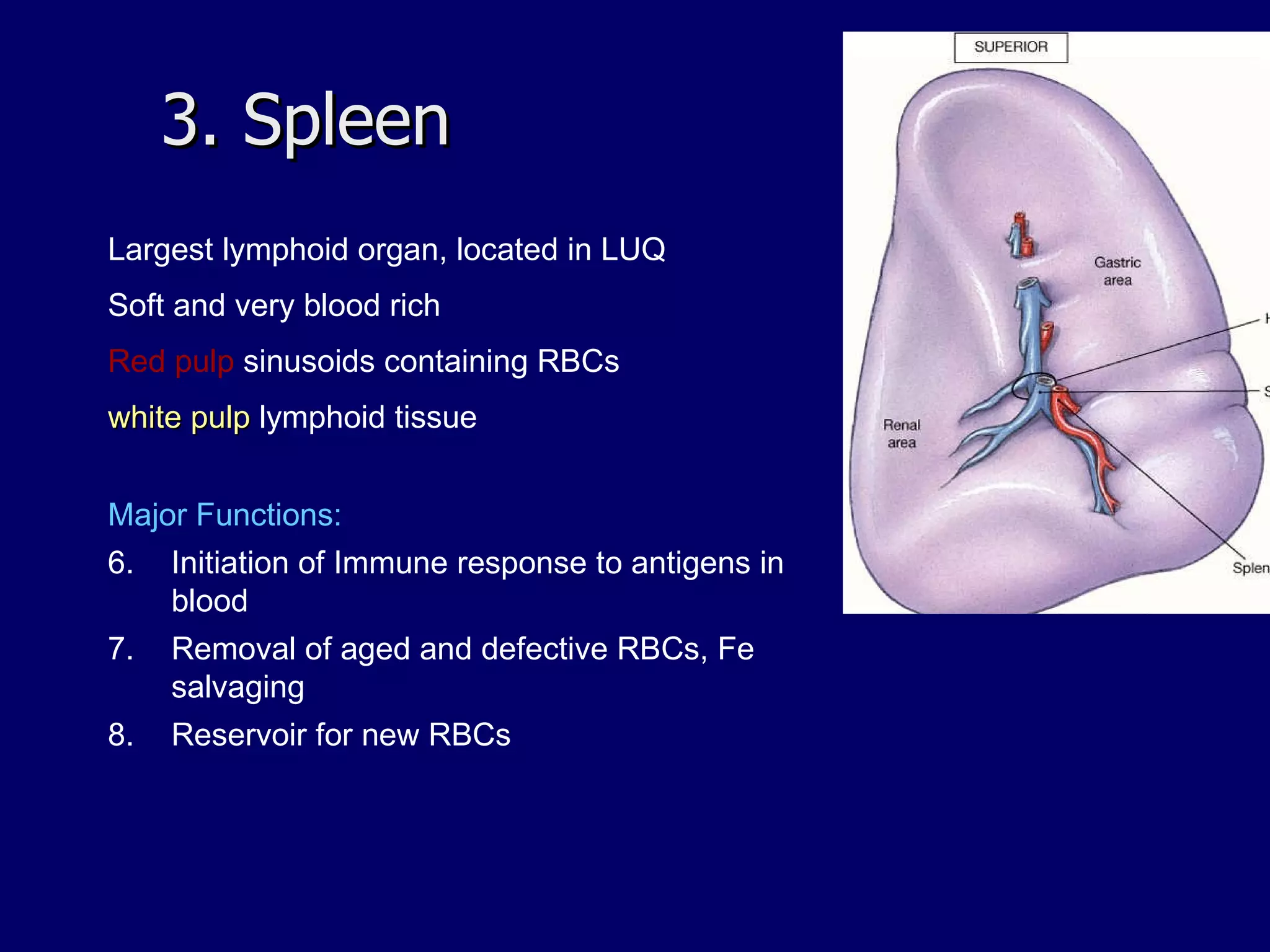 3. Spleen Largest lymphoid organ, located in LUQ Soft and very blood rich Red pulp  sinusoids containing RBCs white pulp  lymphoid tissue Major Functions: Initiation of Immune response to antigens in blood Removal of aged and defective RBCs, Fe salvaging Reservoir for new RBCs 
