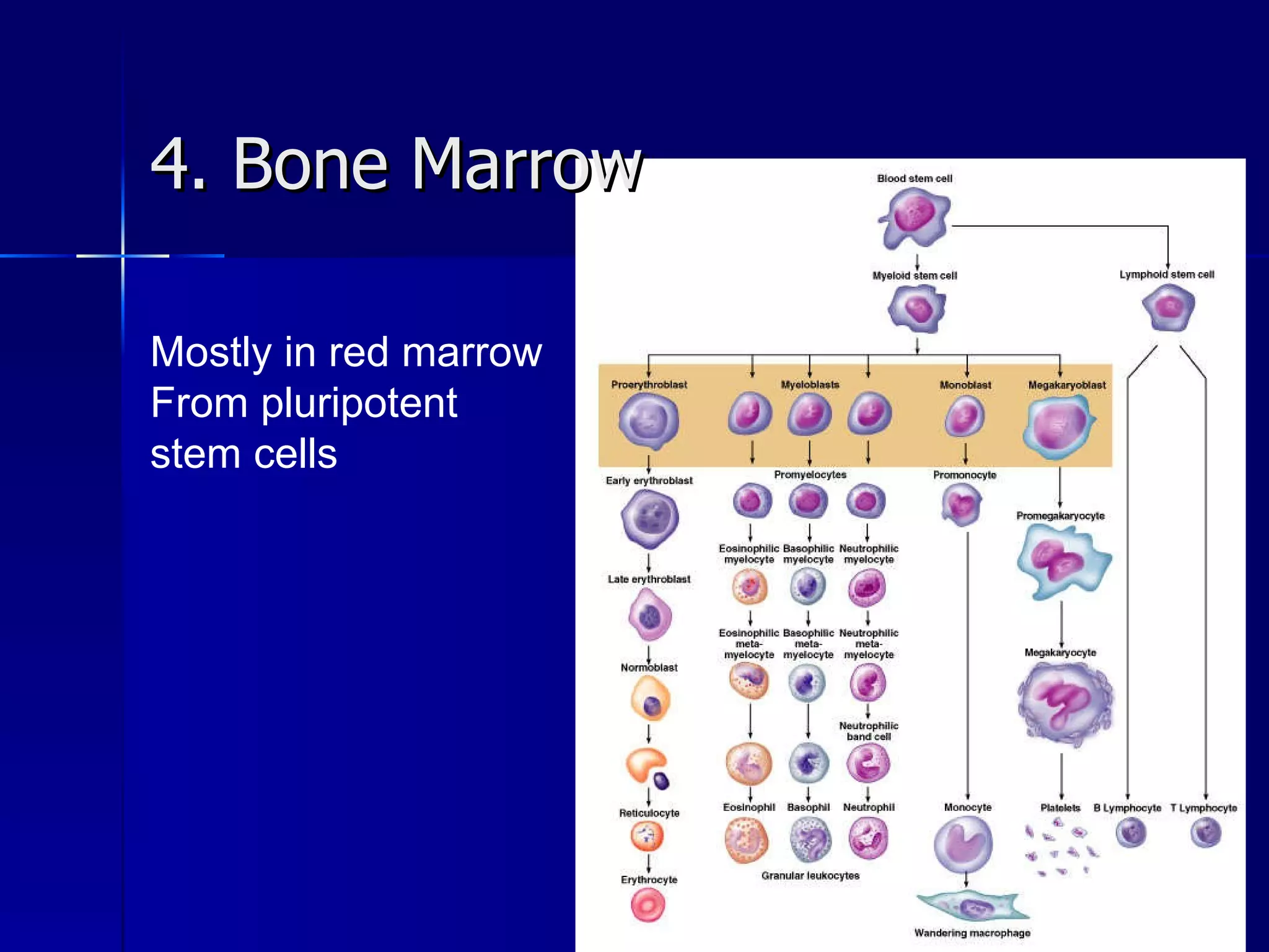 4. Bone Marrow Mostly in red marrow From pluripotent stem cells 