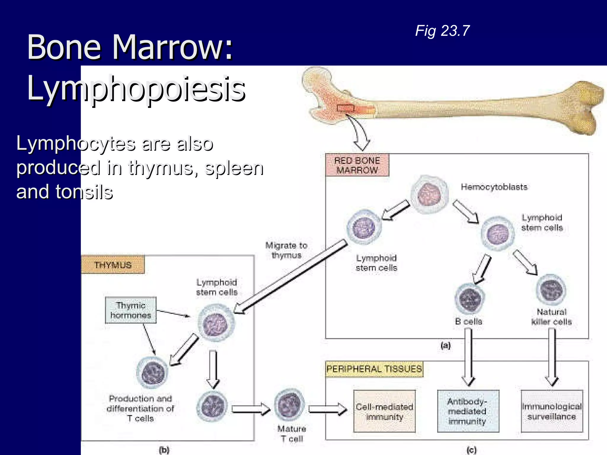 Bone Marrow:  Lymphopoiesis Fig 23.7 Lymphocytes are also produced in thymus, spleen and tonsils 