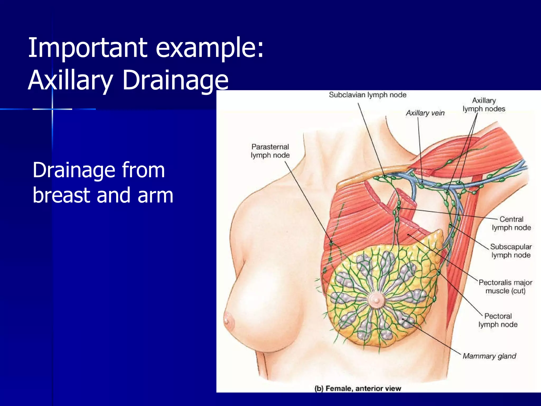 Important example:  Axillary Drainage Drainage from breast and arm 
