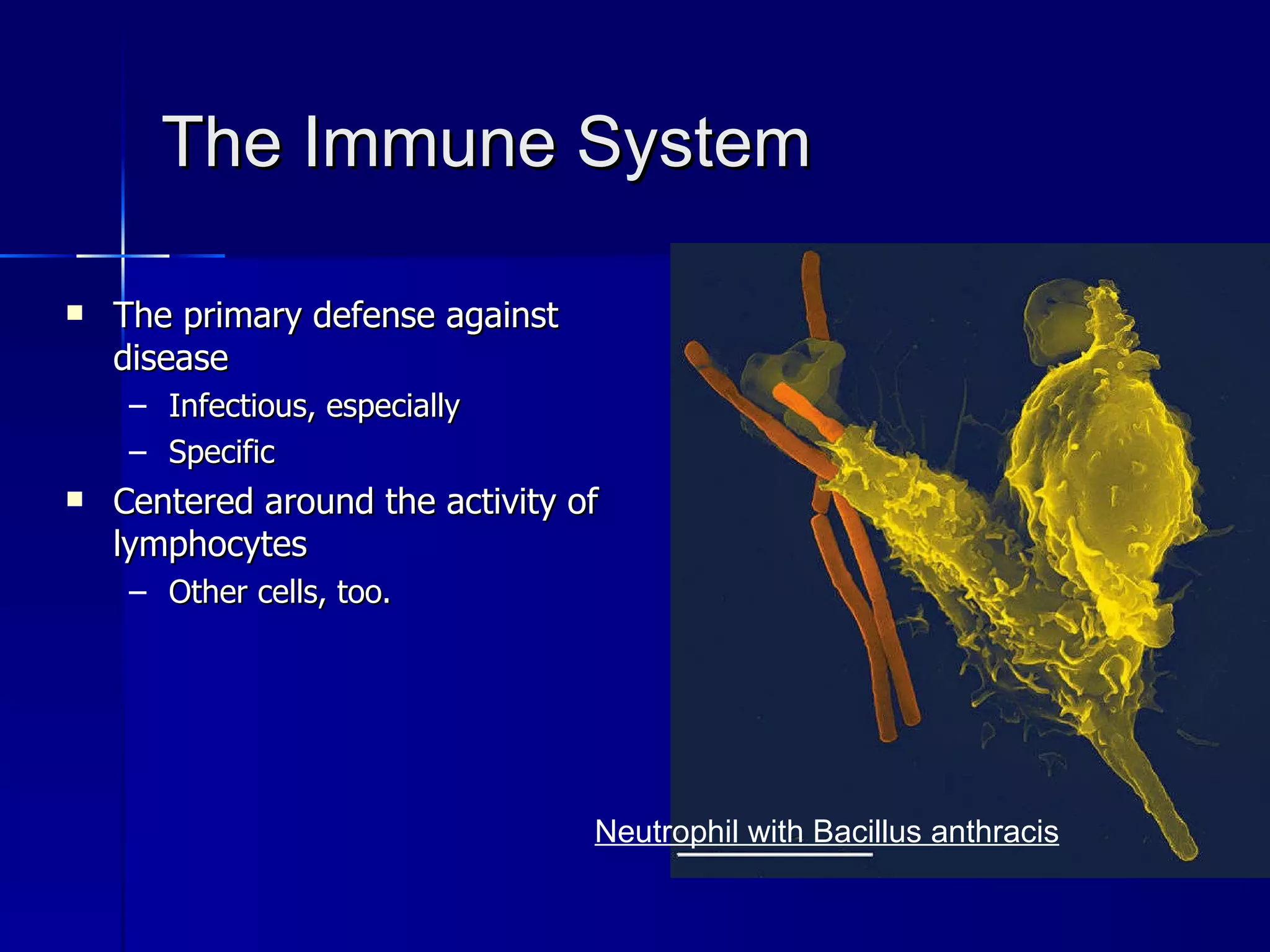 The Immune System The primary defense against disease Infectious, especially Specific Centered around the activity of lymphocytes Other cells, too. Neutrophil with Bacillus anthracis 