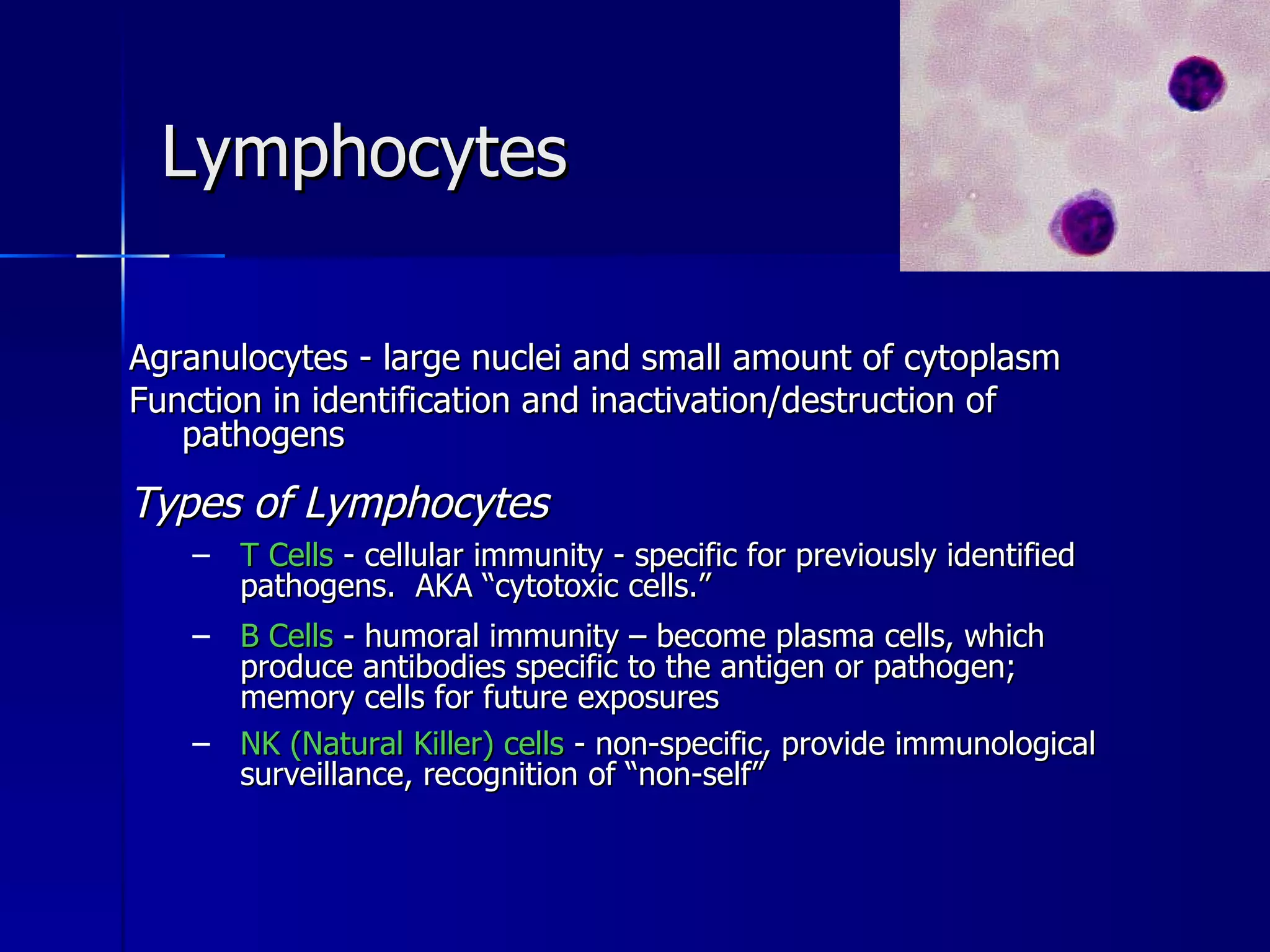 Lymphocytes Agranulocytes - large nuclei and small amount of cytoplasm  Function in identification and inactivation/destruction of pathogens Types of Lymphocytes T Cells  - cellular immunity - specific for previously identified pathogens.  AKA “cytotoxic cells.” B Cells  - humoral immunity – become plasma cells, which produce antibodies specific to the antigen or pathogen; memory cells for future exposures NK (Natural Killer) cells  - non-specific, provide immunological surveillance, recognition of “non-self” 